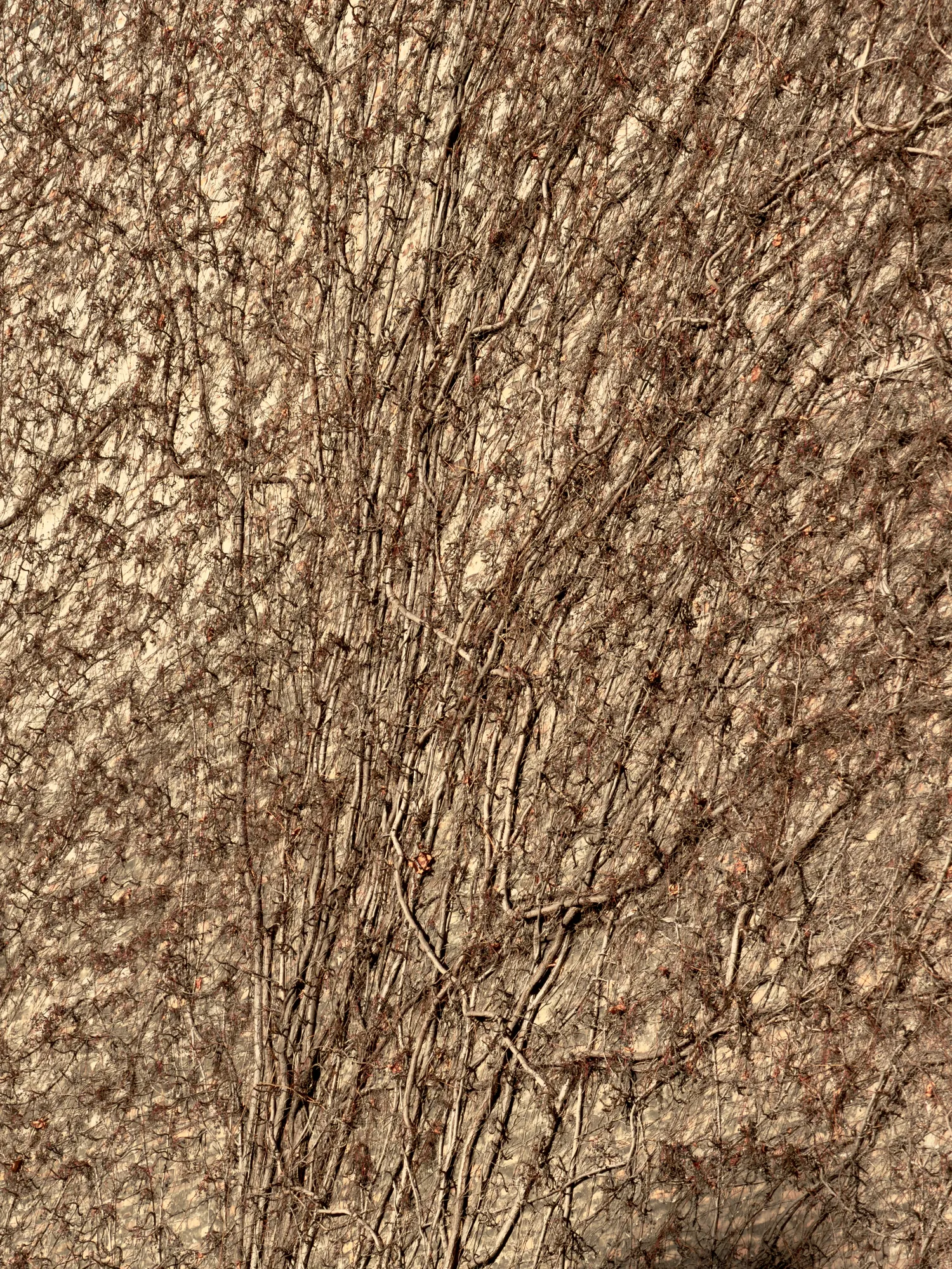 texture00012